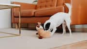 Indoor dog activities to keep your pup happy and busy