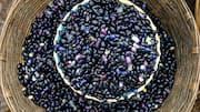 Meet the bean that's winning over health-conscious eaters