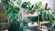 These AI tools can make plant care effortless 