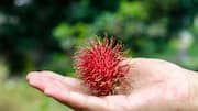Prickly pear v/s rambutan: Comparing their nutrition