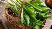 Why you should know about wild garlic