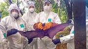 Fresh Nipah case in Kerala; 40-year-old Kozhikode man tests positive 