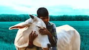 Celebrate February 14 as 'Cow Hug Day': Animal Welfare Board