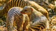 Wildlife lovers, here's where to spot banded mongooses 