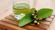 How guava leaves can help manage diabetes