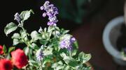 Grow lavender successfully in your apartment