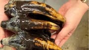 Pacific mastodon tooth from 10,000 years ago found in California