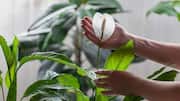 How to care for your peace lily plant