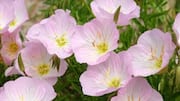 How to grow evening primrose at home