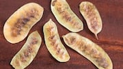 Why you should know about senna pods