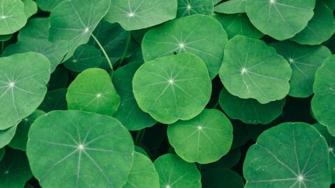 Ever heard of Gotu Kola? Check out its health benefits Ever heard of Gotu Kola? Check out its health benefits
