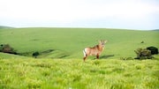 Nyika Plateau in Malawi: A must-visit for hikers