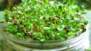 Why you must add alfalfa sprouts to your diet