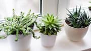 Best houseplants to pair with succulents