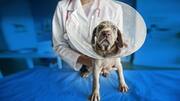 World Spay Day: All about spaying and neutering pets