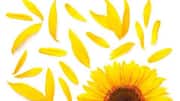 How to cook with sunflower petals