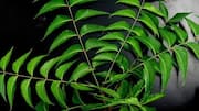 How to use neem leaves in your beauty routine 