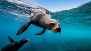 Take a swim with playful sea lions in Australia 
