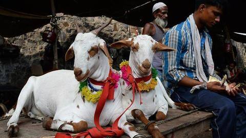 Rajasthan: Sub-inspector suspended for sacrificing goat at family function Rajasthan: Sub-inspector suspended for sacrificing goat at family function