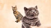 How to introduce your new cat to your existing cat How to introduce your new cat to your existing cat