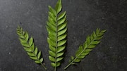 Love curry leaves? Try these cooking ideas 