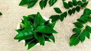 5 ways curry leaves improve overall wellness