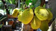 Why do jackfruit and avocado taste so good together