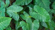 Why you should add taro leaves to your diet 