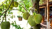 The hidden health benefits of jackfruit seeds