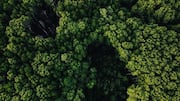 The growing role of AI in forest conservation
