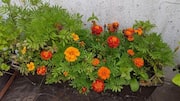 How to grow marigolds in your balcony