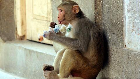 Mathura municipal body nabs 100 monkeys, will catch more Mathura municipal body nabs 100 monkeys, will catch more