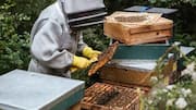 What is urban beekeeping? The rise of city bees explained