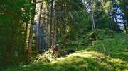 Forest hiking can boost your health in many ways