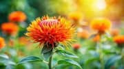 How to grow safflower in containers 