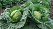 Cabbage isn't just for salad— it's a joint pain remedy