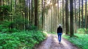 Forest bathing: All about this wellness practice