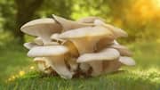How to grow oyster mushrooms at home