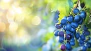 Why wild grapes are good for your health