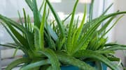 How to keep your aloe vera plant healthy