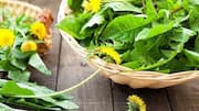 Surprising health benefits of dandelion leaves