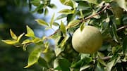 Bael fruit: The magic remedy for your digestive issues 