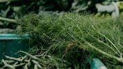 Turn leftover fennel fronds into something delicious
