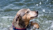 How to make your dog's collar smell fresh