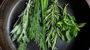 Spice up your plate: Herbs worth trying