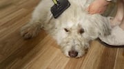 Tired of dog hair everywhere? Try these 5 tips
