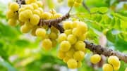 Surprising health benefits of star gooseberry