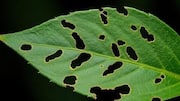 How to spot pest damage on houseplants