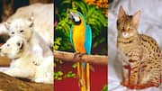 Check out the 5 most expensive pets in the world Check out the 5 most expensive pets in the world