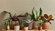 Keep your plants dust-free with these simple tips 